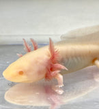 Fluffy Gilled White Albino Melanoid Sub Adult #1