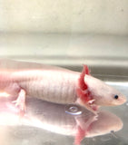 Confirmed Adult Male Freckled Lucy/Leucistic #1 (SPECIAL READ DISCLAIMER)