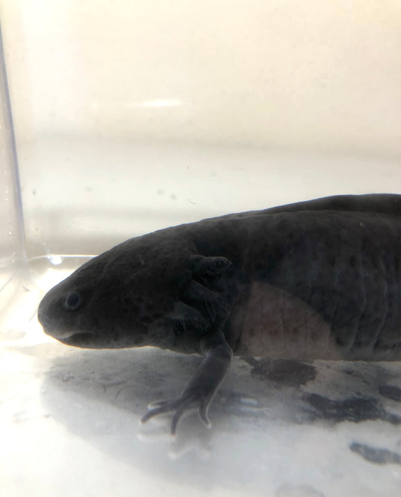 Super Black Melanoid Male Axolotl #1 (BIG)