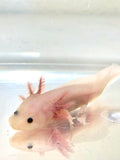 Blue Gilled Pink Lucy/Leucistic Axolotl #1