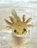 Wild Type Axolotl Baby #3