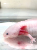 Confirmed Adult Female Clean Lucy/Leucistic #1