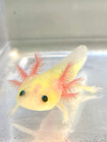 Highlight Freckled GFP Leucistic (Lucy) #4