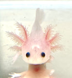 Clean Lucy/Leucistic baby #14