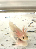 Clean Lucy/Leucistic baby #6