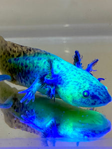 Highlight Spotted GFP Wild Type Sub Adult #2