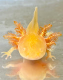 Ivy’s Choice Sunrise Golden Albino with Iridophores (2.5-4 inches) LIMITED STOCK!