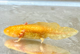 High Iridophore Dwarf Golden Axolotl (READ SPECIAL DISCLAIMER)