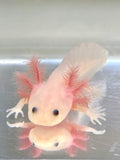 Ivy's Choice Clean Lucy baby with Fluffy Gills! (2.5-4 inches) NEW November 2020 WAITLIST! LIMITED SPOTS!