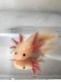 Clean Gfp Lucy/Leucistic Axolotl #6