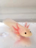 Clean Pink Lucy/Leucistic Axolotl #3