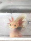 Clean Gfp Lucy/Leucistic Axolotl #5