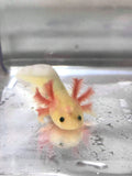 Freckled GFP Lucy/Leucistic Axolotl #3