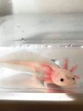 Freckled Lucy/Leucistic #2