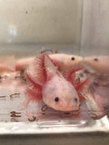 Ivy's Choice Clean or Freckled Lucy baby with Fluffy Gills! (2.5-3 inches) NEW WAITLIST! LIMITED SPOTS