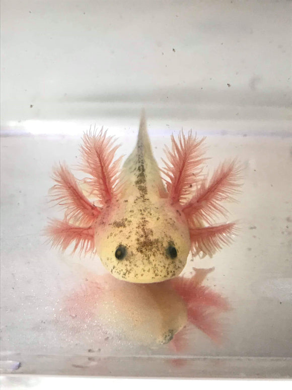 Axolotl Food Archives — TailsNTeeth