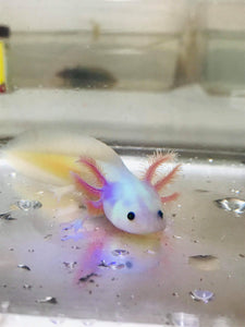 Gfp Lucy/Leucistic #1 (4-inches)
