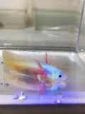 Gfp Lucy/Leucistic #1 (4-inches)