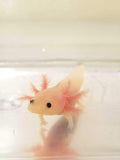 Clean Pink Lucy/Leucistic Axolotl #2