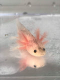 Freckled Lucy/Leucistic #10