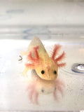 Freckled GFP Lucy/Leucistic Axolotl #4