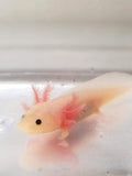 Clean Pink Lucy/Leucistic Axolotl #3