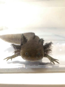 Wild Male Axolotl #reserved