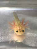 Freckled Lucy/Leucistic GFP Axolotl #11