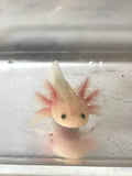 Clean Gfp Lucy/Leucistic Axolotl #5