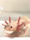 Dirty Lucy/Leucistic #9 (6-inches)