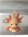 Clean Gfp Lucy/Leucistic Axolotl #6