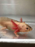 Sub Adult Dirty Lucy/Leucistic #1 (7 inches)