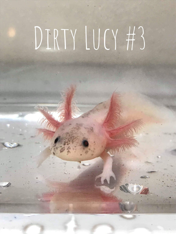 Dirty Lucy/Leucistic #3