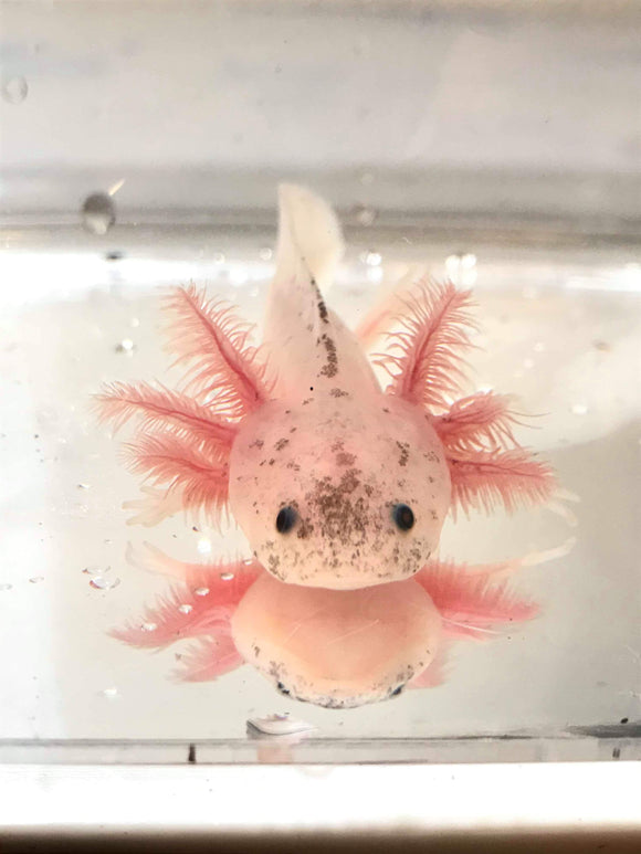 Axolotl Food Archives — TailsNTeeth